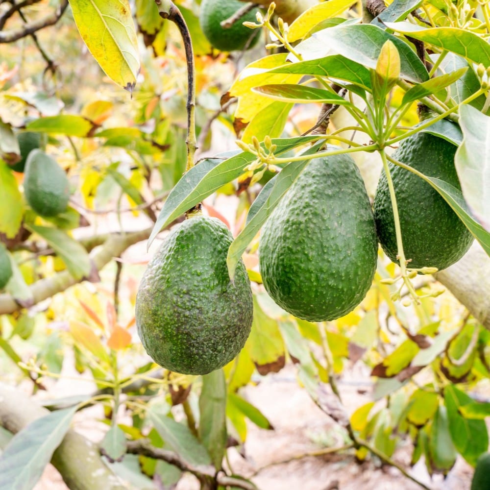 Organic avocado from Colombia Andes Bounty exporter USA